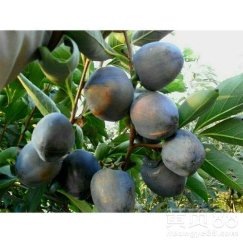 网红小柿黑料,揭秘背后真相