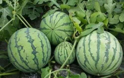往期热点热门大瓜黑料网